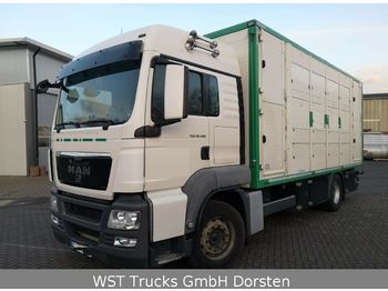牲畜运输车 MAN TGX 18.480 LX Menke 2 Stock Vollalu：图1