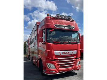 DAF XF 530 + Przyczepa Pezzaoli - 3X Trzoda, 2 X Bydło I 3 poziomy I Podnoszony dach I Hydroburta I Osie Skrętne I Poidła I Wentylatory I Pilot Manualny | 租赁 DAF XF 530 + Przyczepa Pezzaoli - 3X Trzoda, 2 X Bydło I 3 poziomy I Podnoszony dach I Hydroburta I Osie Skrętne I Poidła I Wentylatory I Pilot Manualny |：图1