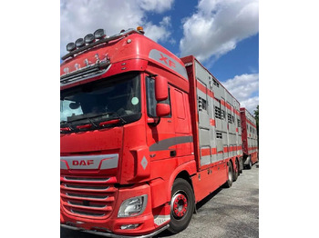 DAF XF 530 + Przyczepa Pezzaoli - 3X Trzoda, 2 X Bydło I 3 poziomy I Podnoszony dach I Hydroburta I Osie Skrętne I Poidła I Wentylatory I Pilot Manualny | 租赁 DAF XF 530 + Przyczepa Pezzaoli - 3X Trzoda, 2 X Bydło I 3 poziomy I Podnoszony dach I Hydroburta I Osie Skrętne I Poidła I Wentylatory I Pilot Manualny |：图2