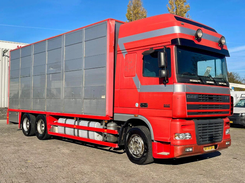 DAF XF 95.430 BERDEX 3 decks. Water, fans, Scales! Excellent condition. - 牲畜运输车:图5 DAF XF 95.430 BERDEX 3 decks. Water, fans, Scales! Excellent condition. - 牲畜运输车:图5