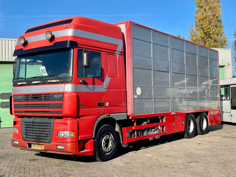 DAF XF 95.430 BERDEX 3 decks. Water, fans, Scales! Excellent condition. - 牲畜运输车:图1 DAF XF 95.430 BERDEX 3 decks. Water, fans, Scales! Excellent condition. - 牲畜运输车:图1