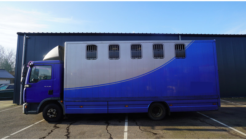 MAN TGL 8.180 HORSE TRANPORT 515.000KM - 马匹运输车:图1 MAN TGL 8.180 HORSE TRANPORT 515.000KM - 马匹运输车:图1