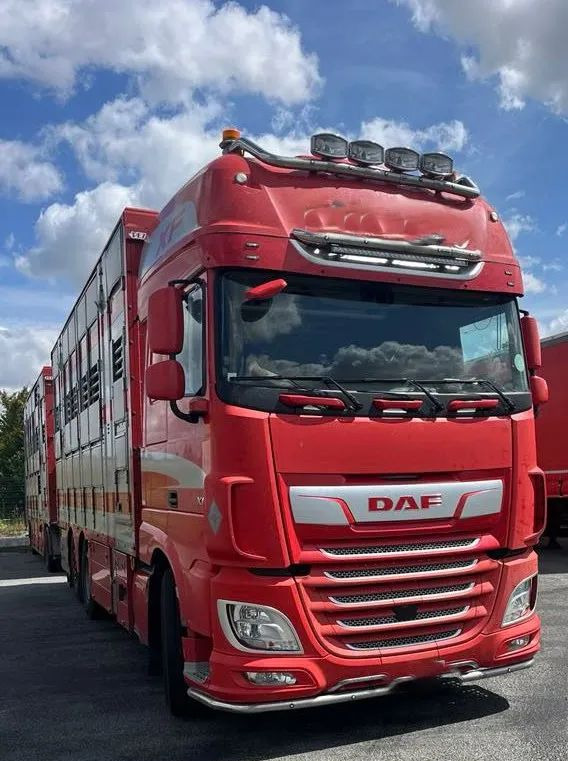 DAF XF 530 + Przyczepa Pezzaoli - 3X Trzoda, 2 X Bydło I 3 poziomy I Podnoszony dach I Hydroburta I Osie Skrętne I Poidła I Wentylatory I Pilot Manualny | - 牲畜运输车:图1 DAF XF 530 + Przyczepa Pezzaoli - 3X Trzoda, 2 X Bydło I 3 poziomy I Podnoszony dach I Hydroburta I Osie Skrętne I Poidła I Wentylatory I Pilot Manualny | - 牲畜运输车:图1