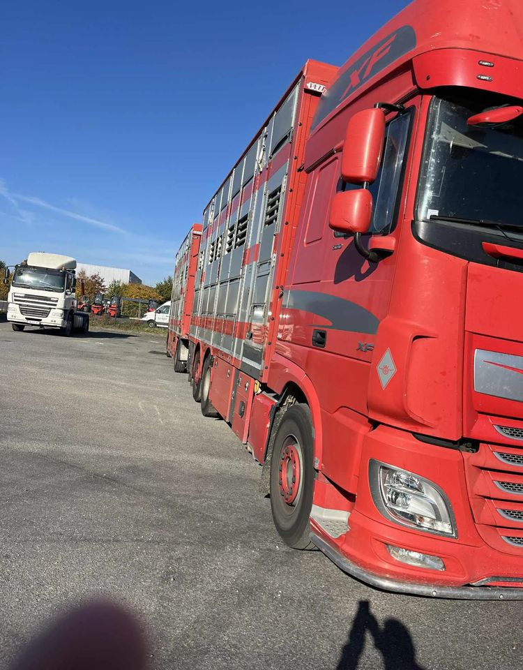 DAF XF 530 + Przyczepa Pezzaoli - 3X Trzoda, 2 X Bydło I 3 poziomy I Podnoszony dach I Hydroburta I Osie Skrętne I Poidła I Wentylatory I Pilot Manualny | - 牲畜运输车:图4 DAF XF 530 + Przyczepa Pezzaoli - 3X Trzoda, 2 X Bydło I 3 poziomy I Podnoszony dach I Hydroburta I Osie Skrętne I Poidła I Wentylatory I Pilot Manualny | - 牲畜运输车:图4