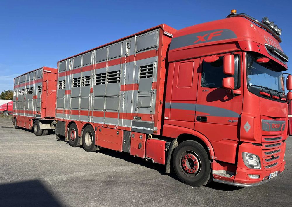 DAF XF 530 + Przyczepa Pezzaoli - 3X Trzoda, 2 X Bydło I 3 poziomy I Podnoszony dach I Hydroburta I Osie Skrętne I Poidła I Wentylatory I Pilot Manualny | - 牲畜运输车:图2 DAF XF 530 + Przyczepa Pezzaoli - 3X Trzoda, 2 X Bydło I 3 poziomy I Podnoszony dach I Hydroburta I Osie Skrętne I Poidła I Wentylatory I Pilot Manualny | - 牲畜运输车:图2