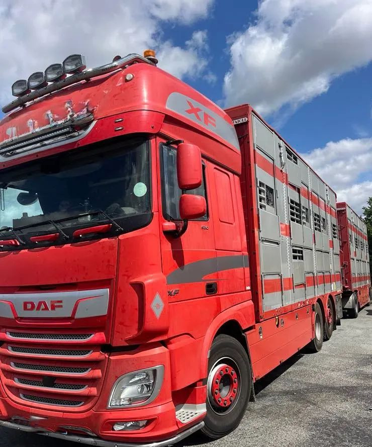 DAF XF 530 + Przyczepa Pezzaoli - 3X Trzoda, 2 X Bydło I 3 poziomy I Podnoszony dach I Hydroburta I Osie Skrętne I Poidła I Wentylatory I Pilot Manualny | - 牲畜运输车:图2 DAF XF 530 + Przyczepa Pezzaoli - 3X Trzoda, 2 X Bydło I 3 poziomy I Podnoszony dach I Hydroburta I Osie Skrętne I Poidła I Wentylatory I Pilot Manualny | - 牲畜运输车:图2
