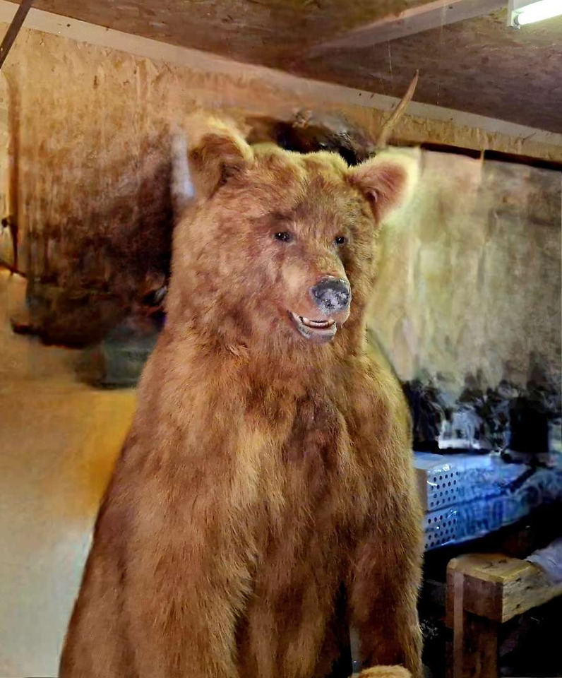 Imponerende utstoppet brunbjørn – helfigur preparert av Zoo Prep T. Karlsen - 工具/ 设备:图1 Imponerende utstoppet brunbjørn – helfigur preparert av Zoo Prep T. Karlsen - 工具/ 设备:图1