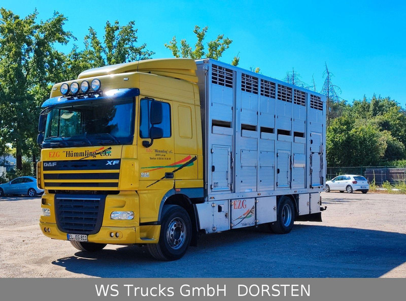 DAF XF410 Menke Doppelstock - 牲畜运输车:图1 DAF XF410 Menke Doppelstock - 牲畜运输车:图1