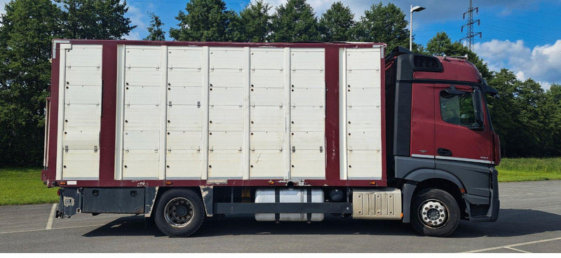 Mercedes-Benz Actros 1851 - 牲畜运输车:图2 Mercedes-Benz Actros 1851 - 牲畜运输车:图2