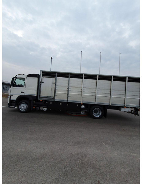 Volvo FM 500 Viehtransporter ( Rind / beef ) - 牲畜运输车:图5 Volvo FM 500 Viehtransporter ( Rind / beef ) - 牲畜运输车:图5